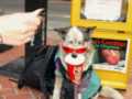 Dog Thumbnail
